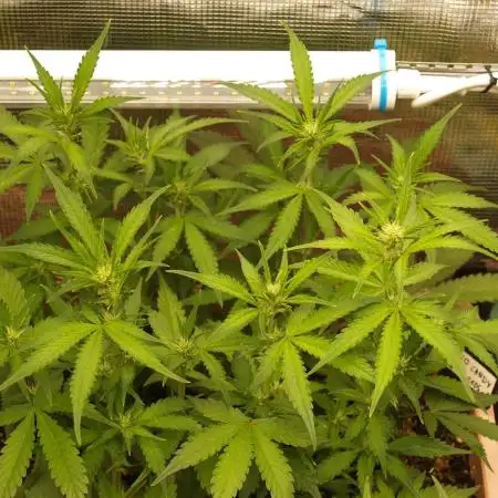 Auto Candy