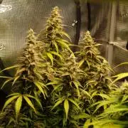 Auto AK-47 XL Divine Seeds