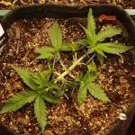 Super Boof Auto von Fast Buds