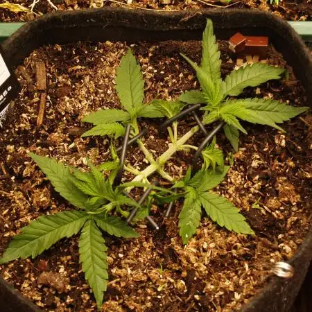Super Boof Auto von Fast Buds