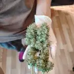 Auto Pablo Escobar Divine Seeds 2025