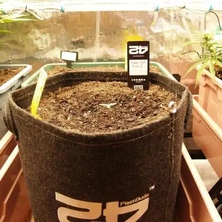 Super Boof Auto von Fast Buds