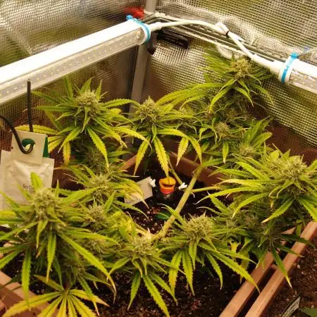 Auto Pablo Escobar Divine Seeds 2025