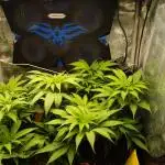 Eleven Roses Klon zur Blüte 2