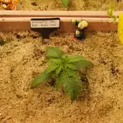 Strawberry Cola Auto Winter Grow 2026