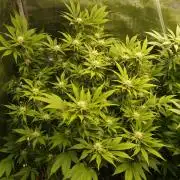 White Rhino From Zamnesia zweite Runde