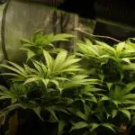 Eleven Roses Klon zur Blüte