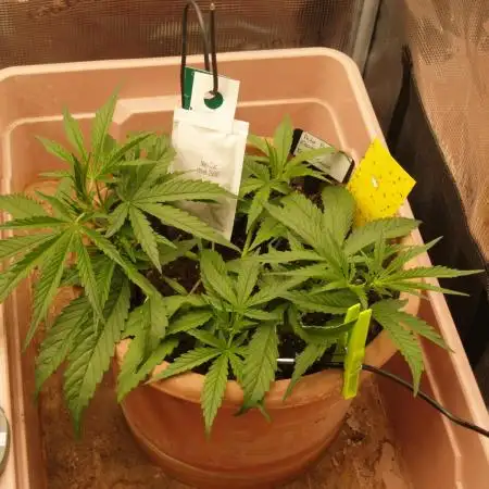 Auto Pablo Escobar Divine Seeds 2025