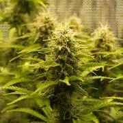 Green Cure CBD F1 Hybrid Auto Zamnesia