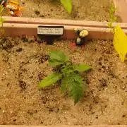 Strawberry Cola Auto Winter Grow 2026