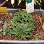 GMO Cookies Auto from Zamnesia