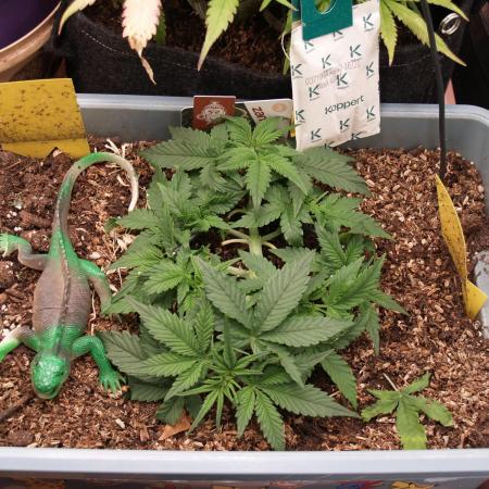 GMO Cookies Auto from Zamnesia