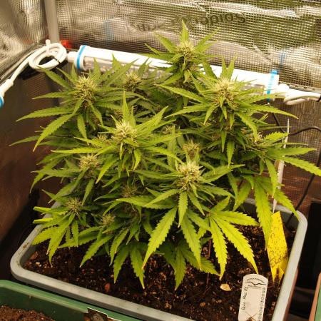 Auto Mac#1 Dutch Passion 2025