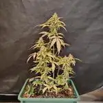 Sweet Pure Auto CBD