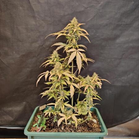 Sweet Pure Auto CBD