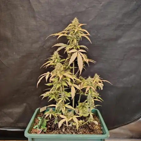 Sweet Pure Auto CBD