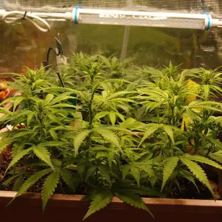 Auto AK-47 XL Divine Seeds
