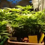 Eleven Roses Klon zur Blüte 2