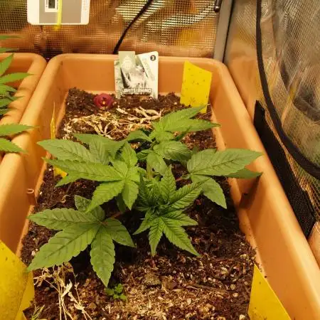 White Rhino From Zamnesia zweite Runde