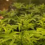Auto AK-47 XL Divine Seeds