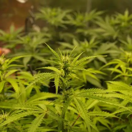 Auto AK-47 XL Divine Seeds