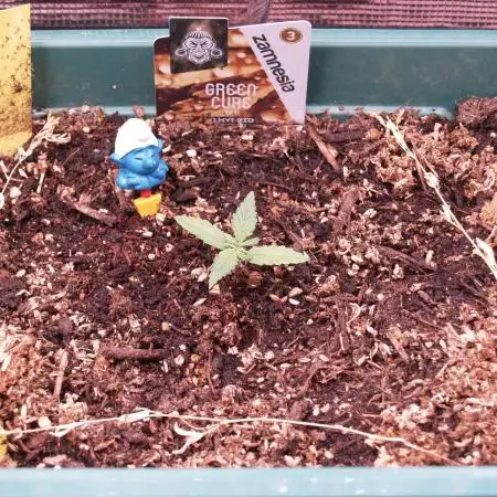 Green Cure CBD F1 Hybrid Auto Zamnesia