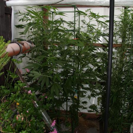 Speedy Chile Outdoor