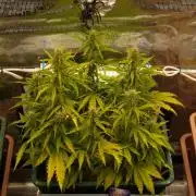 White Truffle Indoor 2025