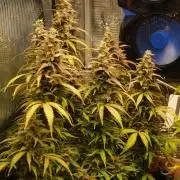 Auto AK-47 XL Divine Seeds