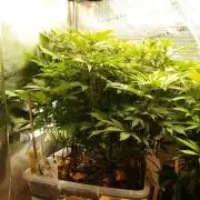 White Rhino From Zamnesia zweite Runde