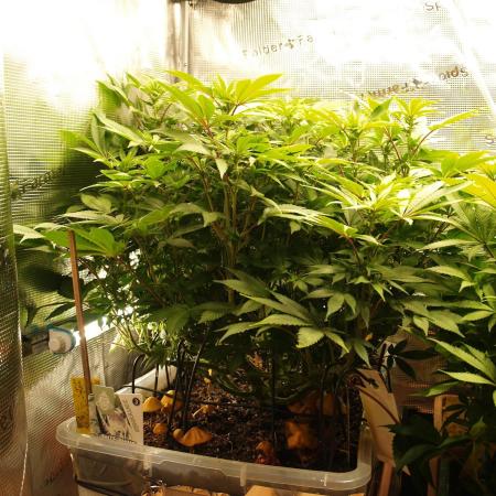 White Rhino From Zamnesia zweite Runde