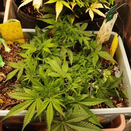 GMO Cookies Auto from Zamnesia