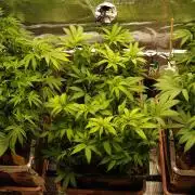 Eleven Roses Klon zur Blüte 2