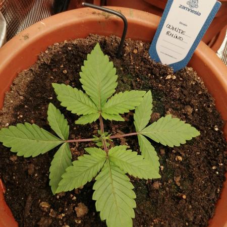 White Rhino Indoor