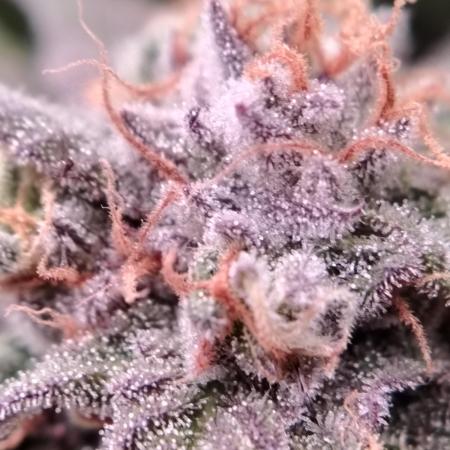 Eleven Roses Klon zur Blüte 2