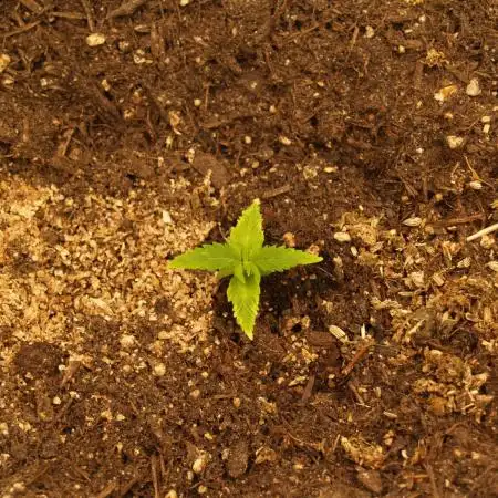 Sweet Pure Auto CBD