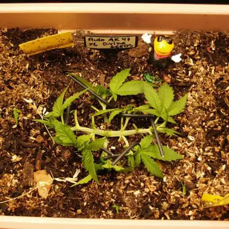 Auto AK-47 XL Divine Seeds