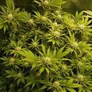 White Rhino From Zamnesia zweite Runde