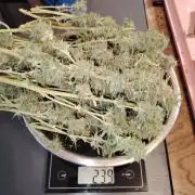 Green Cure CBD F1 Hybrid Auto Zamnesia