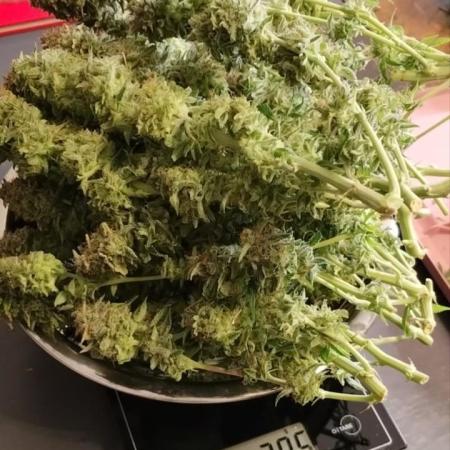 GMO Cookies Auto from Zamnesia