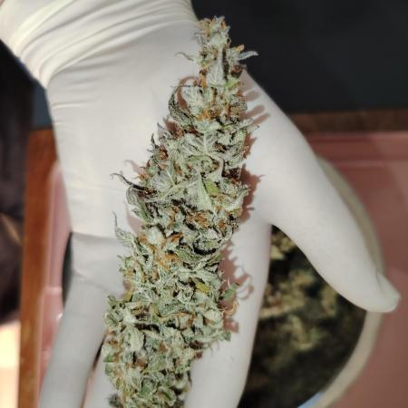 Auto AK-47 XL Divine Seeds