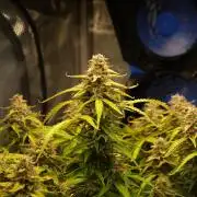 GMO Cookies Auto from Zamnesia