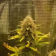 Green Cure CBD F1 Hybrid Auto Zamnesia