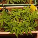 Auto AK-47 XL Divine Seeds