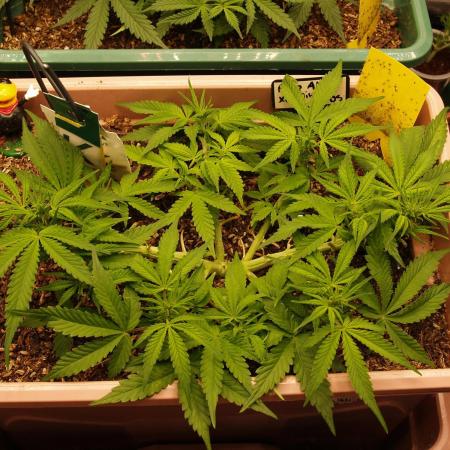 Auto AK-47 XL Divine Seeds