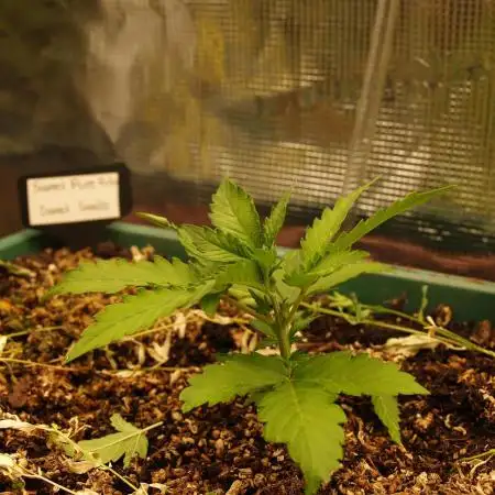 Sweet Pure Auto CBD
