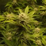 White Rhino From Zamnesia zweite Runde