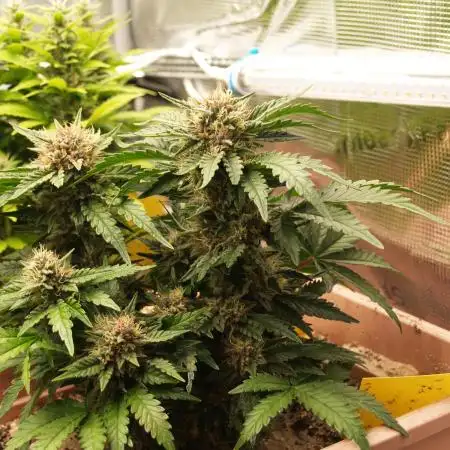 Strawberry Cola Auto Winter Grow 2026