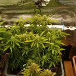 GMO Cookies Auto from Zamnesia