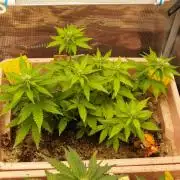 Apple Fritter Auto Winter Grow 2026